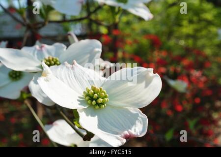 Weiße Hartriegel (Cornus) Blüte im Frühjahr Stockfoto