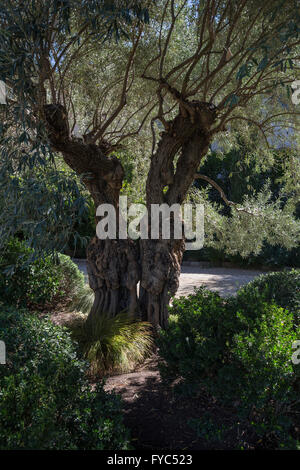 Olive Tree, Blankiet Estate, Yountville, Napa Valley, Napa County, Kalifornien, USA, Nordamerika Stockfoto