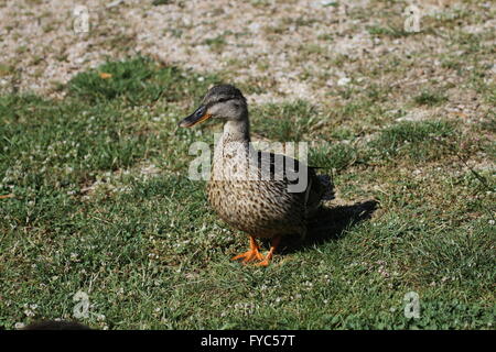 weibliche Stockente Nahaufnahme watschelnd Germano Reale Femina Ente Ente Anas platyrhynchos Stockfoto