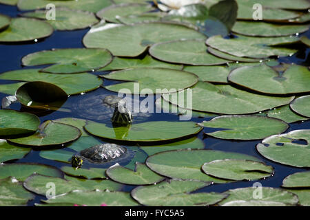 Ein paar SP. ist Scripta Elegans Schildkröten (Emydidae Familie), Sonnenbaden unter Wasser Seerosen. Stockfoto