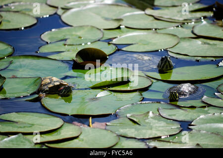 Gruppe von SP. ist Scripta Elegans Schildkröten, Sonnenbaden unter grün schwimmende Seerose Pads. Stockfoto