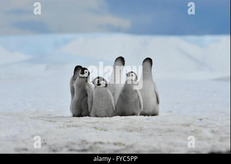 Kaiserpinguine Küken Stockfoto