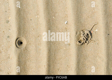 Graben von einem Lug Wurm am Strand von Rømø, Dänemark Stockfoto