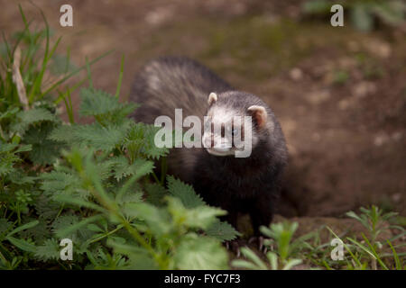 Europäischen Iltis Mustela Putorius in Freigehege Stockfoto