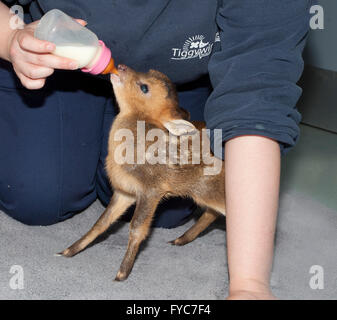 Muntjac Rotwild, Muntiacus Reevesi, Juvenile verwaisten Rehkitz Flasche Tierarzthelferin gespeist wird Stockfoto