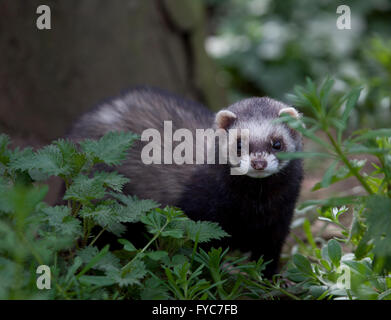 Europäischen Iltis Mustela Putorius in Freigehege Stockfoto