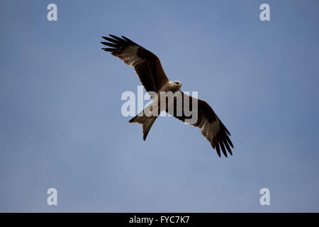 Rotmilan Milvus Milvus im Flug über Chilterns Stockfoto