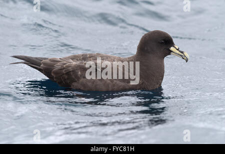 White-chinned Petrel - Procellaria aequinoctialis Stockfoto
