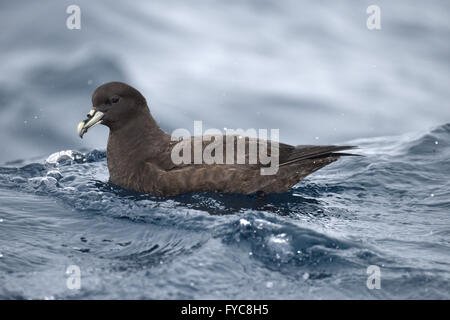 White-chinned Petrel - Procellaria aequinoctialis Stockfoto