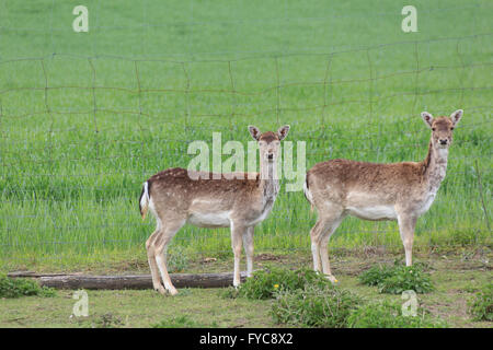 zwei Hirsche / Sika wild / tut, schauen neugierig Stockfoto