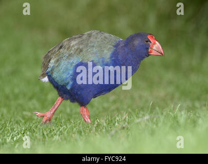 Takahe - Porphyrio hochstetteri Stockfoto