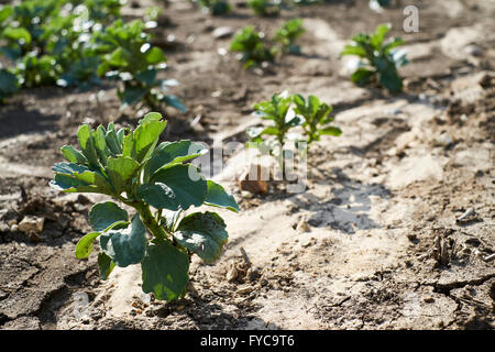 Eine Ernte von breiten Bohnen Anzeichen des langsamen Wachstums aufgrund Bodenentwicklung Erosion und Ortstein Oberfläche Überschwemmungen infolge. Stockfoto