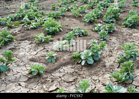 Eine Ernte von breiten Bohnen Anzeichen des langsamen Wachstums aufgrund Bodenentwicklung Erosion und Ortstein Oberfläche Überschwemmungen infolge. Stockfoto