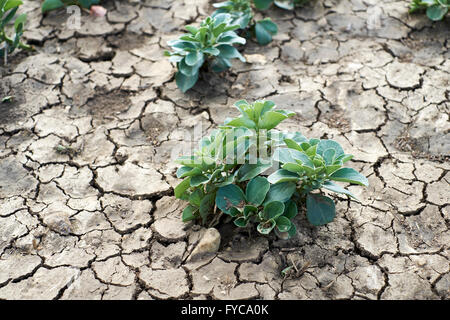 Eine Ernte von breiten Bohnen Anzeichen des langsamen Wachstums aufgrund Bodenentwicklung Erosion und Ortstein Oberfläche Überschwemmungen infolge. Stockfoto