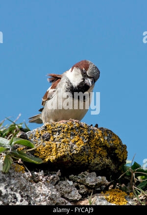 Haussperling - Passer Domesticus - männlich. Stockfoto