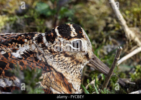 Waldschnepfe Scolopax Rusticola England UK Stockfoto