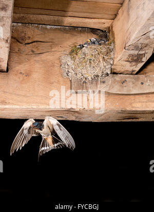 Schwalbe - Hirundo rustica Stockfoto