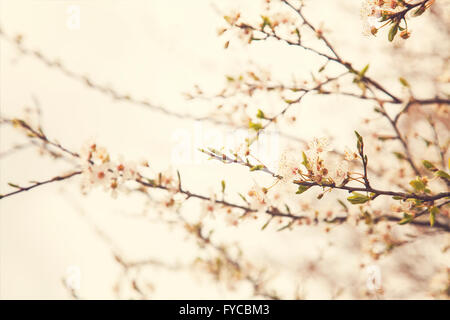 Bild von einem Apfelbaum im Frühjahr blühen. Stockfoto