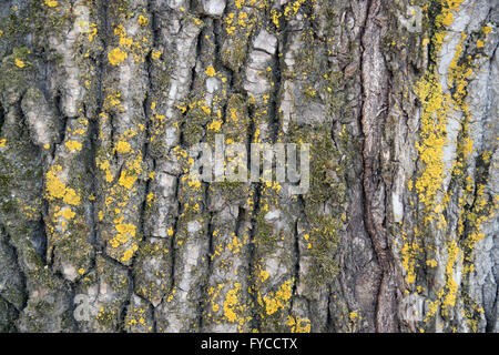 The structure of poplar bark - texture close up Stockfoto