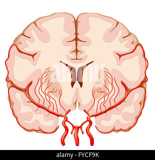 ZEREBRALEN ARTERIE, ILLUSTRATION Stockfoto