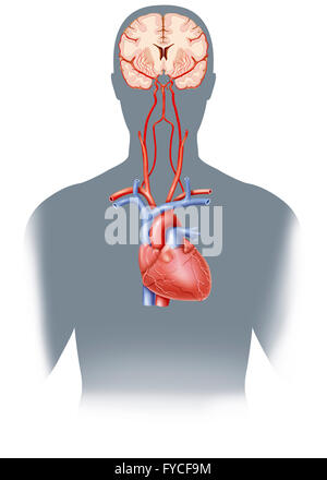 ZEREBRALEN ARTERIE, ILLUSTRATION Stockfoto