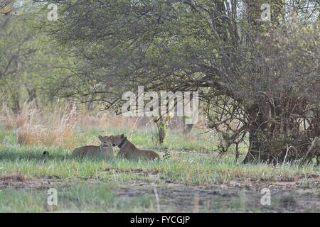 West African Löwe (Panthera Leo) zwei Löwinnen ruhen im Schatten (einer trägt einen Radio-Tracking-Kragen) Pendjari NP Benin Stockfoto