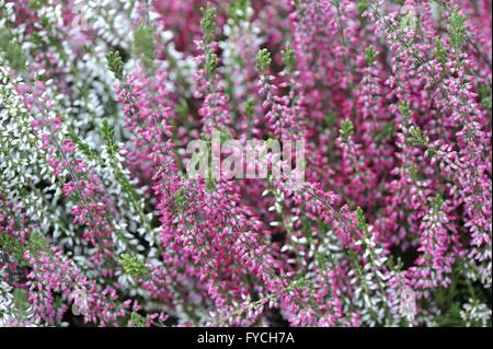 Winter-Heide - Darley Dale Heide - Kramers rot - Hybrid zwischen Erica Herbacea und Erica Erigena blühen im winter Stockfoto