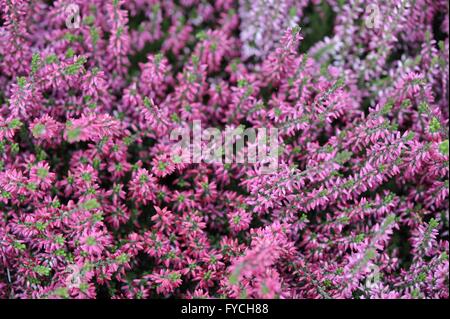 Winter-Heide - Darley Dale Heide - Kramers rot - Hybrid zwischen Erica Herbacea und Erica Erigena blühen im winter Stockfoto