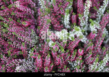 Winter-Heide - Darley Dale Heide - Kramers rot - Hybrid zwischen Erica Herbacea und Erica Erigena blühen im winter Stockfoto