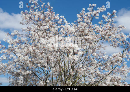 Amelanchier Laevis. Allegheny Elsbeere / Eschen Baum in Blüte vor blauem Himmel Stockfoto