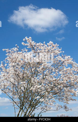 Amelanchier Laevis. Allegheny Elsbeere / Eschen Baum in Blüte vor blauem Himmel Stockfoto