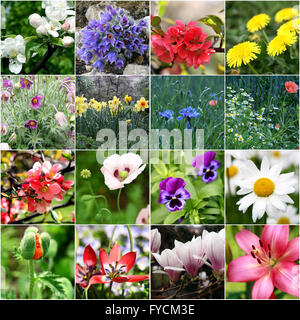 Spring Collage Stockfoto