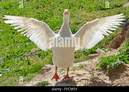 Weiße Gans, schlagenden Flügeln Stockfoto