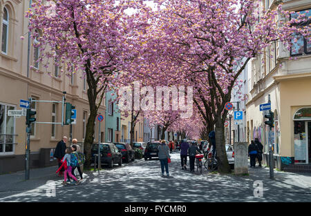 Kirschblüte in der Altstadt, Bonn, NRW, Deutschland Stockfoto