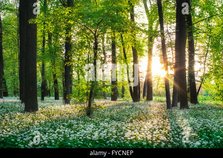 Sonnigen Wald mit Bärlauch Stockfoto