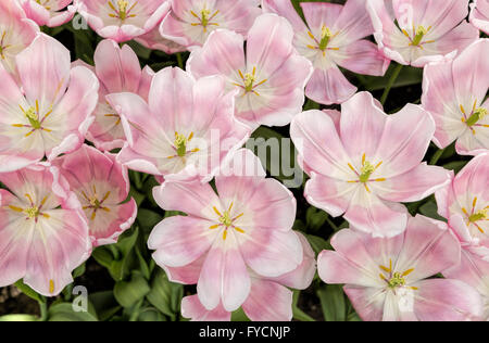 Tulipa 'Mango Charme", in der Willem-Alexander-Pavillon im Keukenhof, einer der weltweit berühmten Blume Garten, Süd-Holland. Stockfoto