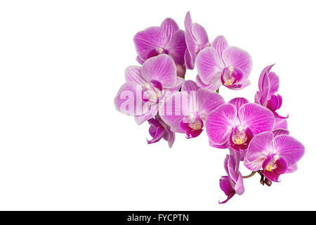Focus Stacking Foto lila Orchideen, Isolated on White Background Stockfoto