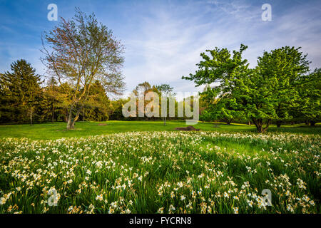 Blumen und Bäume im Cylburn Arboretum, in Baltimore, Maryland. Stockfoto