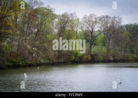 Spring Farbe entlang See Roland am See Roland Park in Baltimore, Maryland. Stockfoto