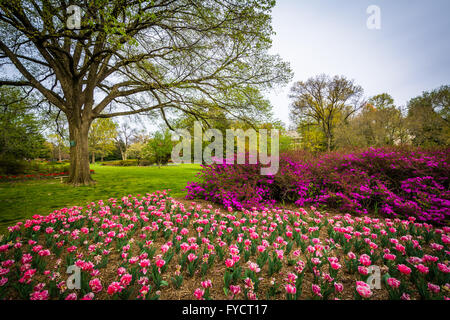Tulips at Sherwood Gardens Park, in Baltimore, Maryland. Stockfoto