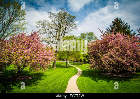 Gehweg und Frühjahr Farbe an der Johns Hopkins am Mount Washington, Baltimore, Maryland. Stockfoto