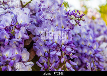 lila Glyzinien in voller Blüte Stockfoto