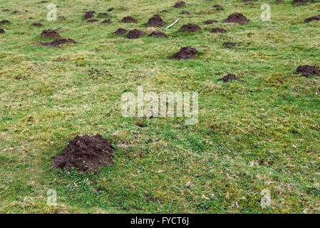 Maulwurf Löcher und Schmutz Maulwurfshügeln auf einer grünen Weide Stockfoto