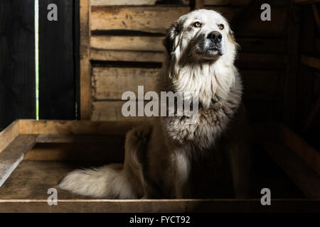 Großen Pyrenäen-Berghund Stockfoto