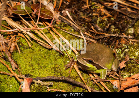 Pine Barrens Treefrog Stockfoto