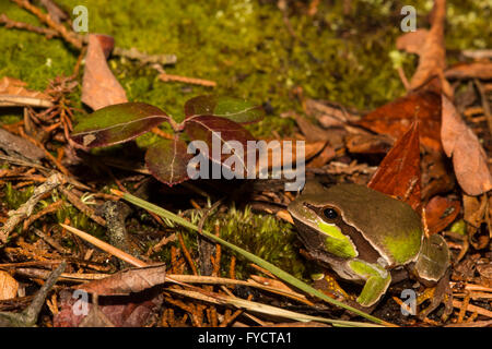 Pine Barrens Treefrog Stockfoto