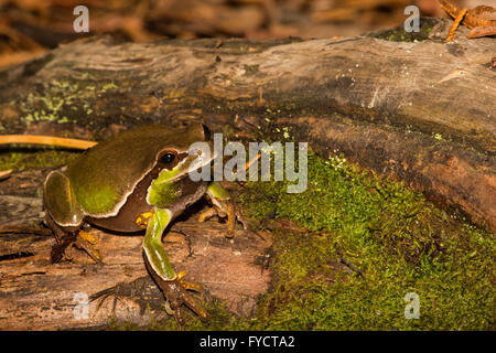 Pine Barrens Treefrog Stockfoto