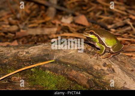 Pine Barrens Treefrog Stockfoto