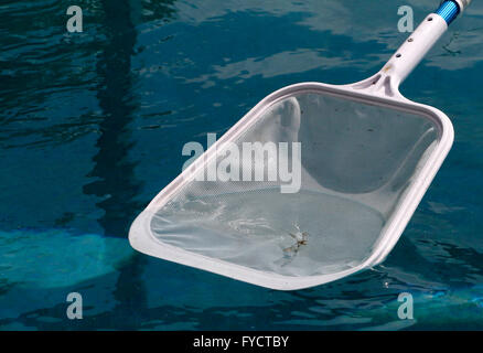 Reifer Mann tun Poolpflege zu seinem Florida Pool Zuhause, 25. April 2016 Stockfoto