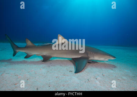 Zitrone Hai, Negaprion Brevirostris, Schwimmen über Sand, Bahamas Stockfoto